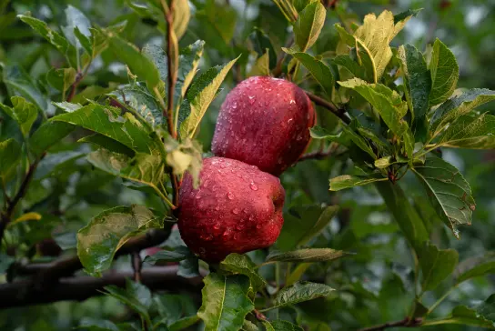 red kinnaur apples red kinnaur apples