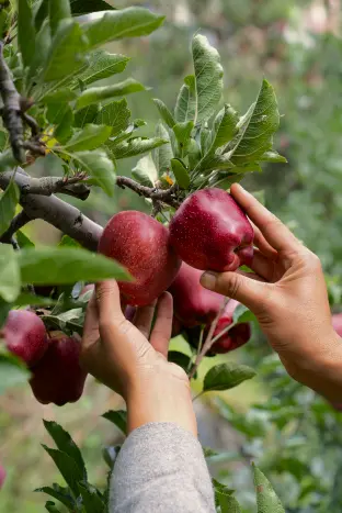 red royal kinnaur apples red royal kinnaur apples