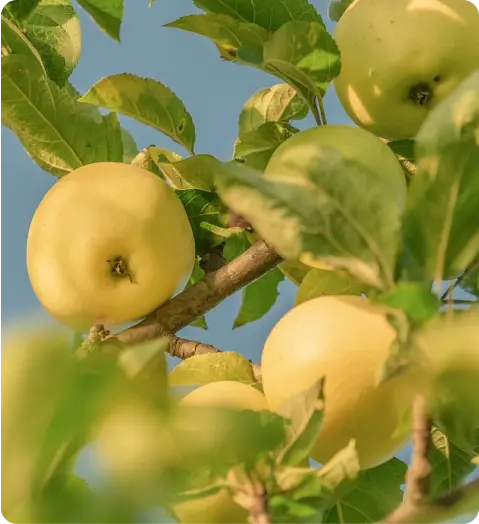 kinnaur golden delicious apples