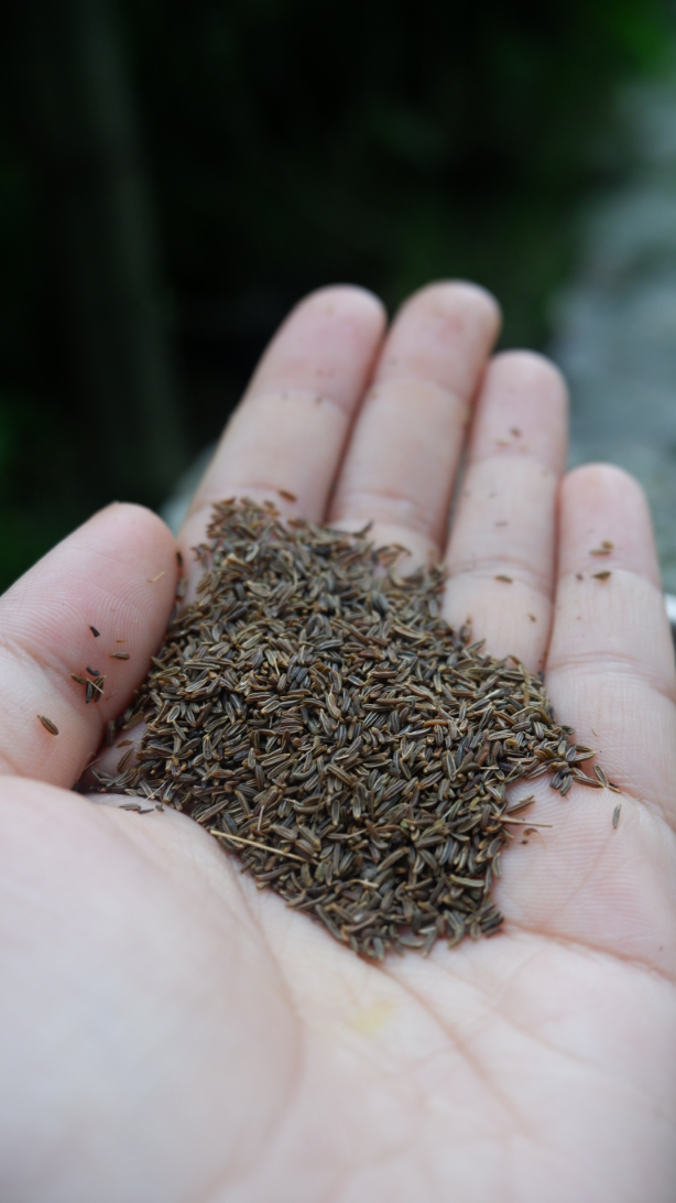 black cumin black cumin