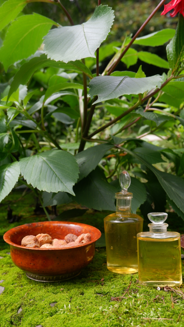 wild apricot seed oil wild apricot seed oil
